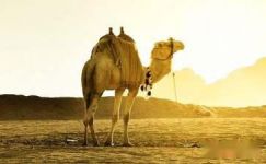 孤独的骆驼随笔散文