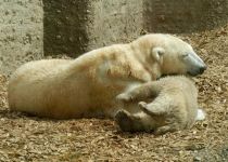 北极熊飘逝的母爱