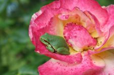 玫瑰与青蛙