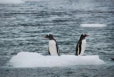 南极动物生存法则