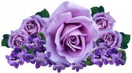 玫瑰与紫罗兰