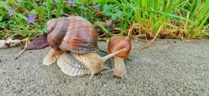 俞敏洪:捡砖头的蜗牛