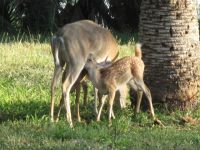 临产的母鹿