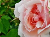 没有玫瑰的花店：葵花的花语是，没有说出的爱