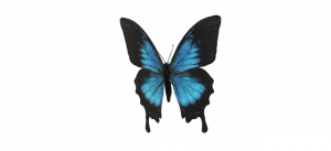 蝴蝶·翅膀