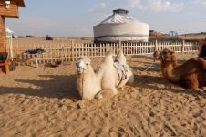 沙漠中的“骆驼图书馆”