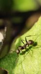 蚂蚁不嫌寻食烦