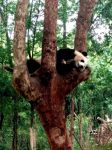 佛坪大熊猫：野性的自由