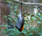蝙蝠、荆棘与水鸟示例