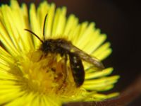 蜜蜂是最勤劳的动物，它们天不亮就提着篮子采摘花粉，酿成蜜。所以，只有勤劳和不懈的努力，才会成功。