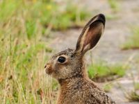 兔子的耳朵与三个孙中山